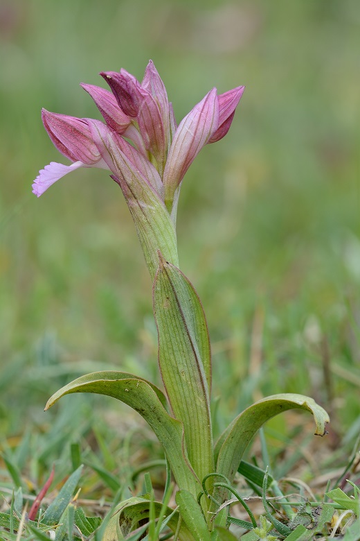 O.papilionacea particolare